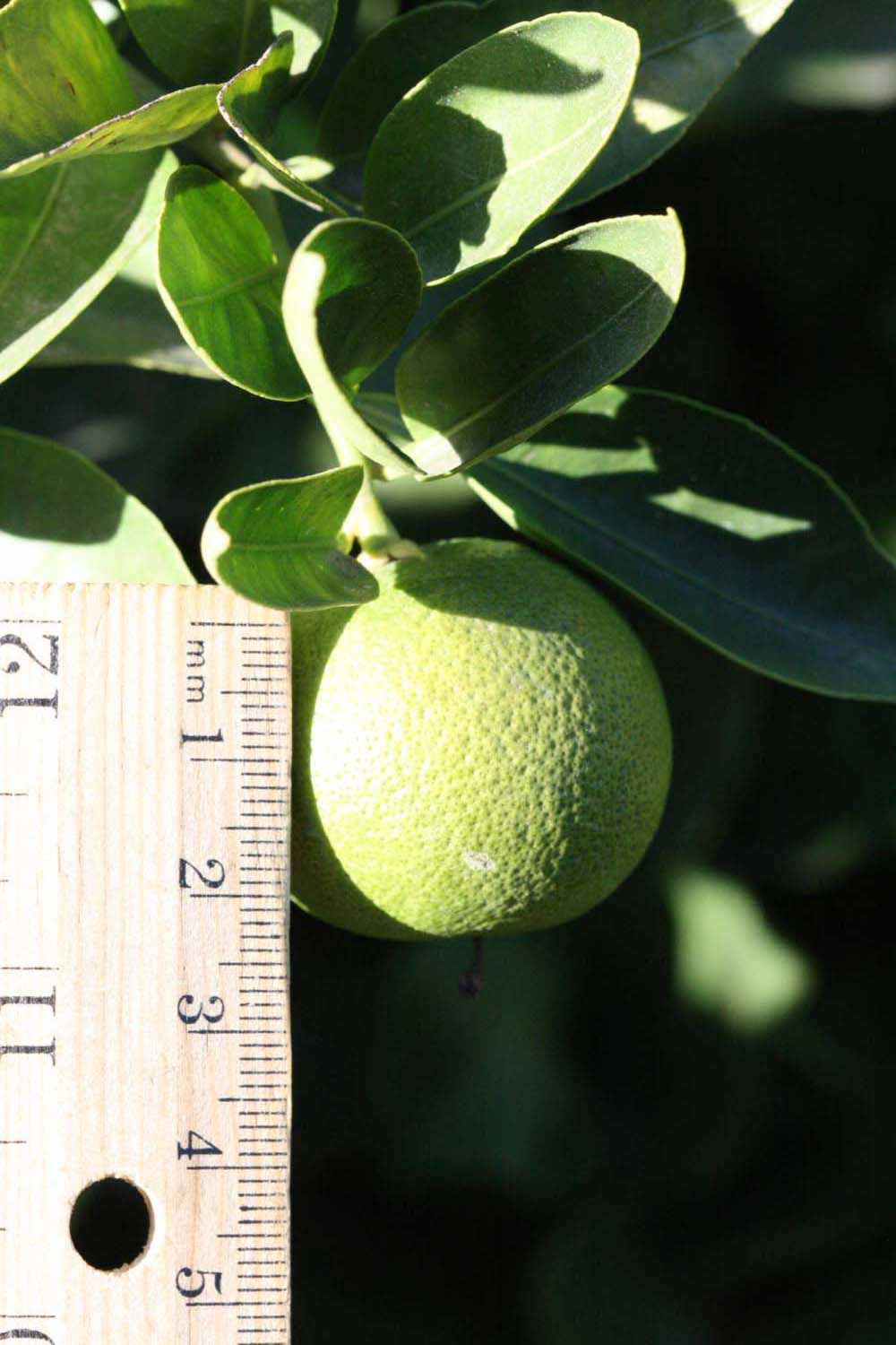            Immature fruit (Riverside, CA)   